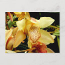 Zoek naar orchidee briefkaarten Geel