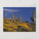 Zoek naar cactussen briefkaarten Arizona