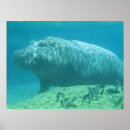 Recherche de hippopotames posters Faune