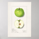 Zoek naar groene appel posters Vintage