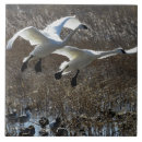 Recherche de cygnes carreaux Oiseaux