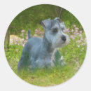 Recherche de chien schnauzer miniature autocollants Terrier