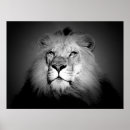 Recherche de yeux de lion posters Animal