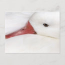Recherche de plumage cartes postales Plume