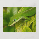 Recherche de photo de lézard cartes postales Animal