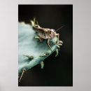 Recherche de sauterelle posters Macro