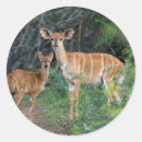 Recherche de brousse autocollants Animal