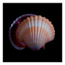 Recherche de coquille posters Coquillage