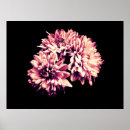 Recherche de chrysanthème art Noir