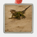 Recherche de lézards ornements Animal