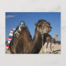 Recherche de désert de chameau cartes postales Africain