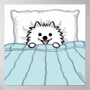 Recherche de chien pomeranian posters Animaux