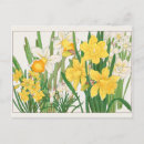 Zoek naar narcissus briefkaarten Planten
