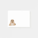 Recherche de pinniped Animal