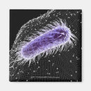Recherche de bactéries magnets Illustration