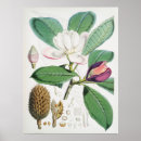 Recherche de vintage magnolia posters Floral