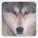 Zoek naar grijze wolf stickers Wild