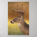 Recherche de cerf virginie posters Bois