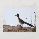 Recherche de roadrunner cartes postales Conducteur