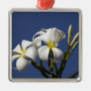 Recherche de plumeria ornements Hawaï