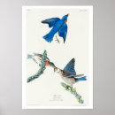 Recherche de audubon birds posters Oiseau