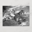Recherche de tigre blanc cartes postales Noir et blanc