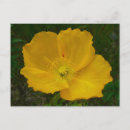 Recherche de fleur sauvage jaune cartes postales Photographie