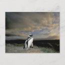 Recherche de magellan cartes postales Pingouin