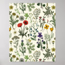 Recherche de taraxacum posters Botanique