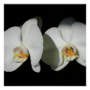 Recherche de orchidées blanches art Rose