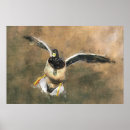 Recherche de flying bird posters Duck