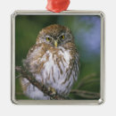 Recherche de jeune animal ornements Arbre