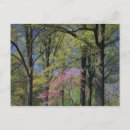 Recherche de oriental cartes postales Arbre