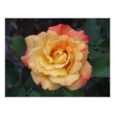 Recherche de beautiful pink rose art Pour tous