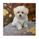Recherche de adorable carreaux Chien