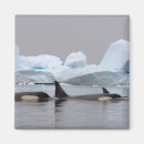 Recherche de orques magnets Faune