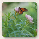 Recherche de papillon monarque dessous de verres Jardin
