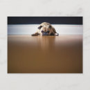 Recherche de chiots de carlin cartes postales Dog