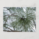 Recherche de arbre de sapin cartes postales Enneigé