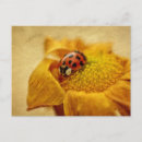 Recherche de coccinelle rouge cartes postales Scarabée