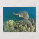 Zoek naar ongewervelden briefkaarten Ocean