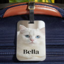 Recherche de caresse accessoires Minou