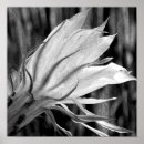 Recherche de cactus noir blanc art Fleurs