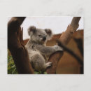 Recherche de ours koala cartes postales Animaux mignons