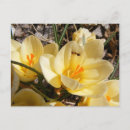 Recherche de fourmi cartes postales Nature