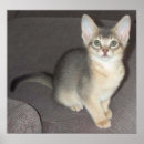 Recherche de grande oreille art Chats