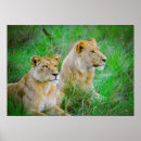 Recherche de animaux de safari posters Lions