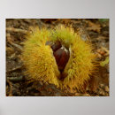 Zoek naar kastanjes posters Voedsel