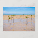 Recherche de mangroves cartes postales Plage