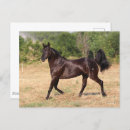 Recherche de cheval espagnol cartes postales Bob langrish